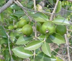 سارتِر گوآوا